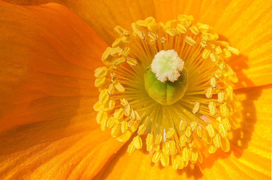 Changing nomenclature of Welsh poppy