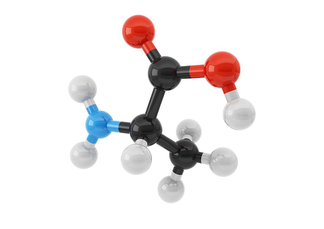 Alanine amino acid molecule