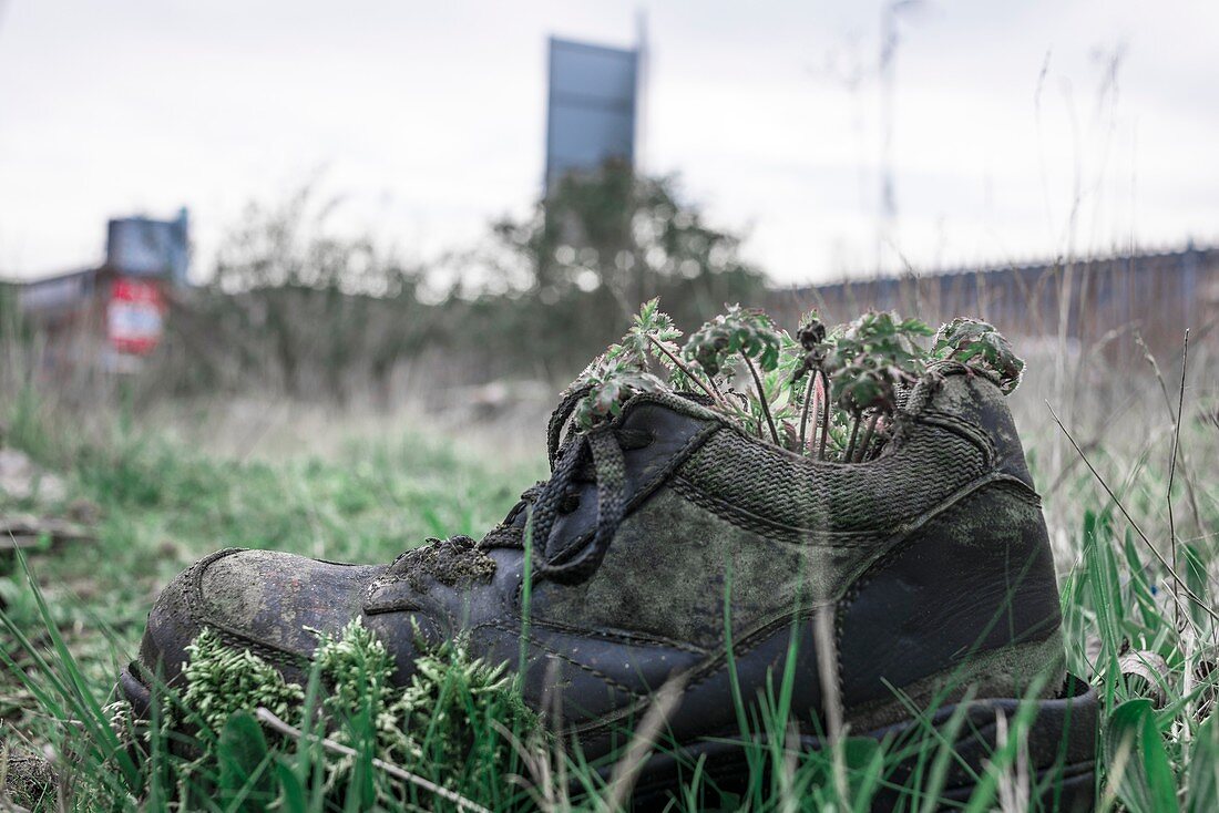 Old boot sprouting weeds