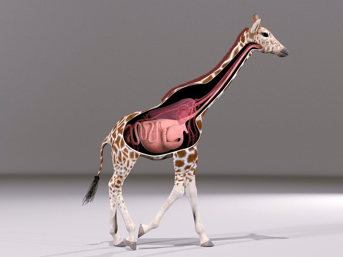 Giraffe anatomy, illustration