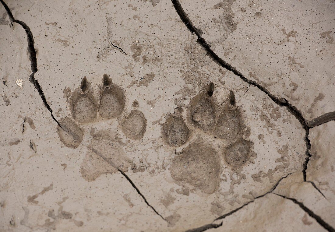 African hunting dog paw prints