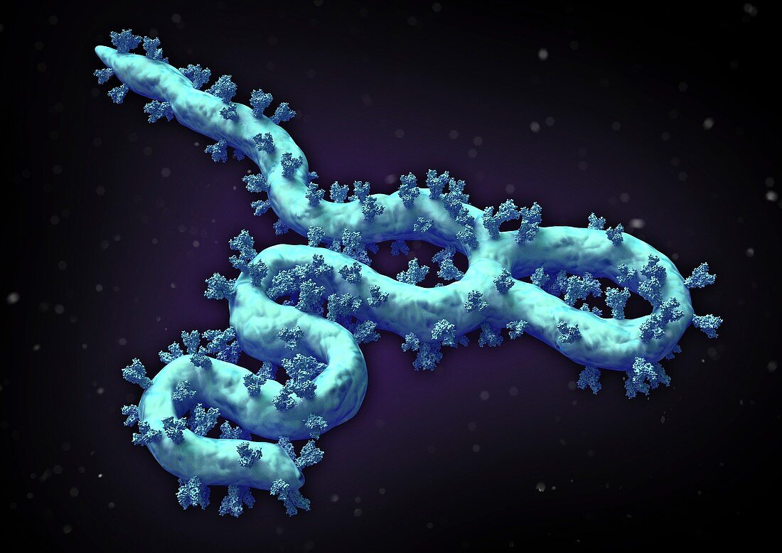 Ebola virus particles, illustration