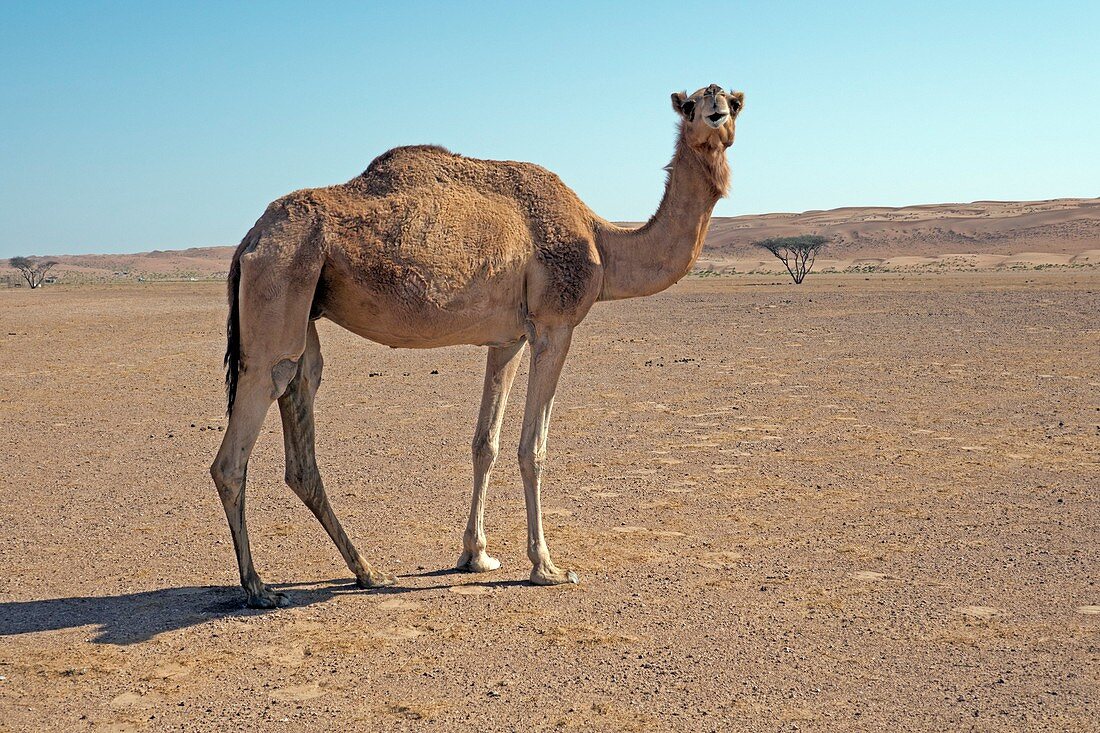 Camel in Wahiba desert, Oman