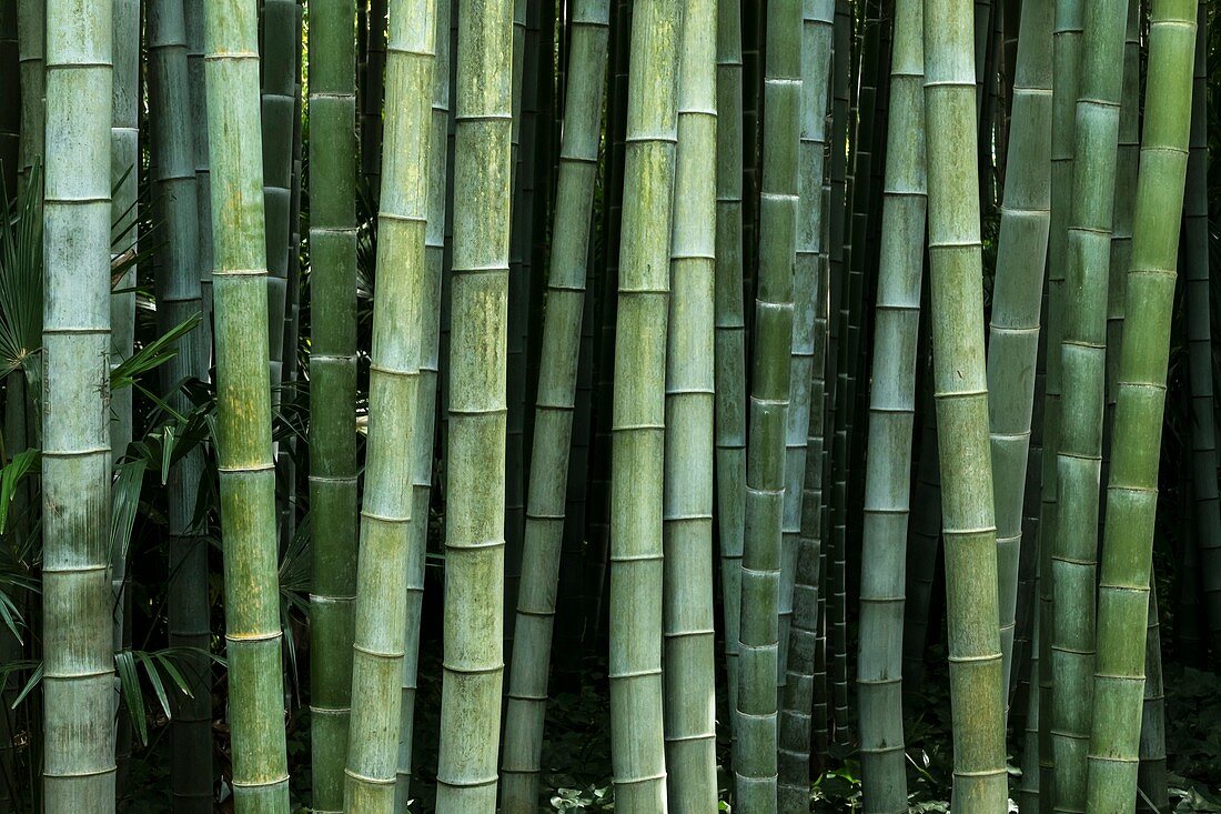 Moso bamboo (Phyllostachys edulis)