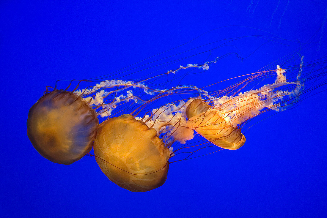 Sea nettle