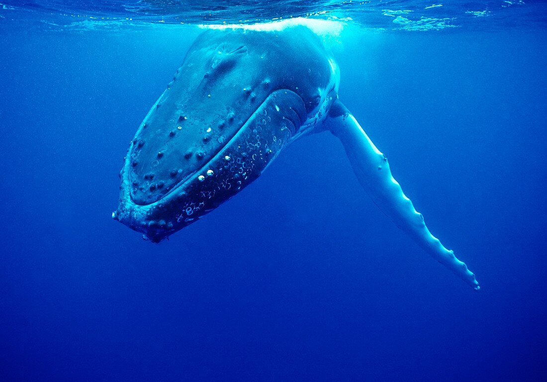 Humpback whale