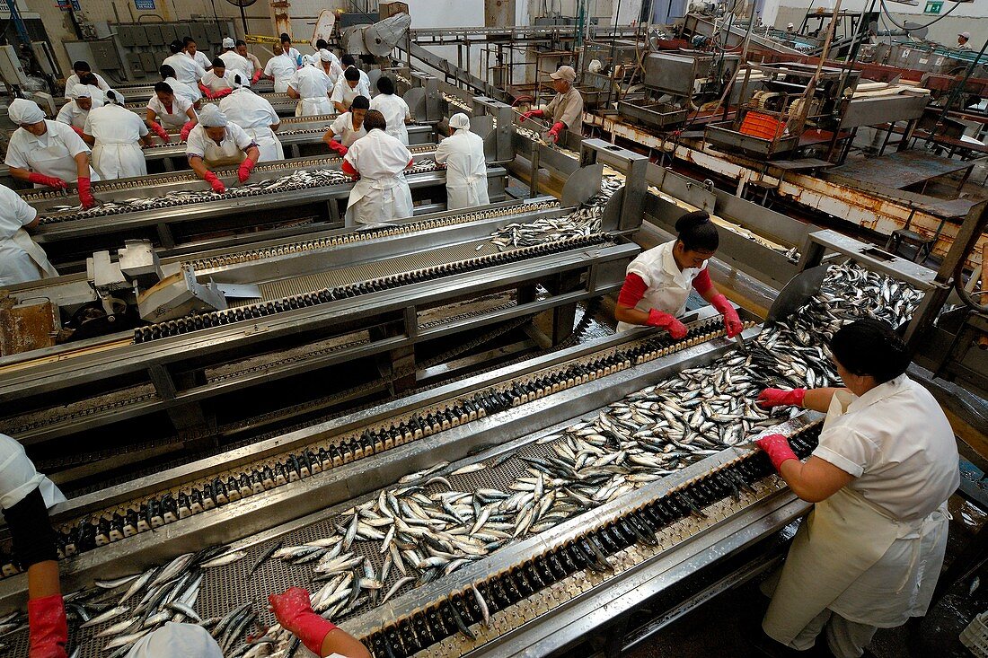 Sardine processing plant, Mexico