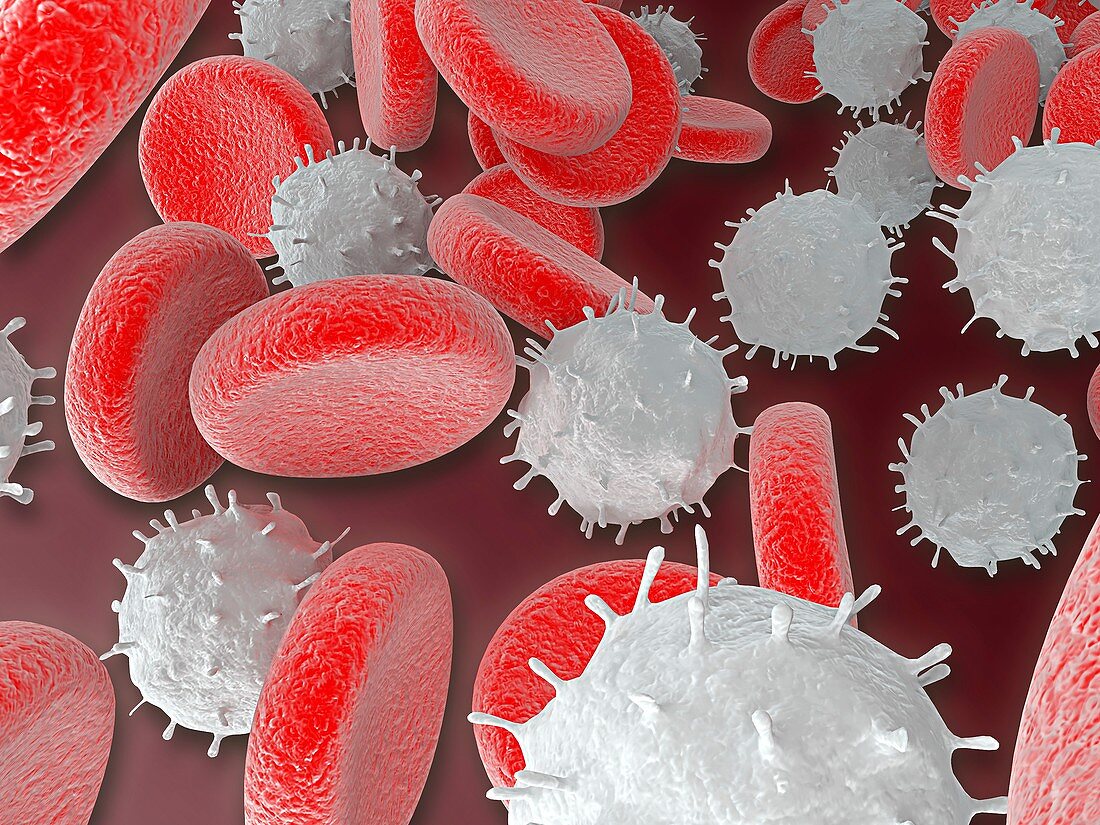 Blood cells, illustration