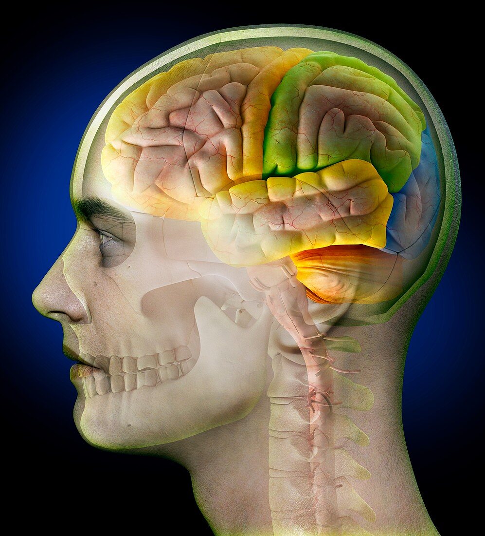Brain lobes and anatomy, illustration