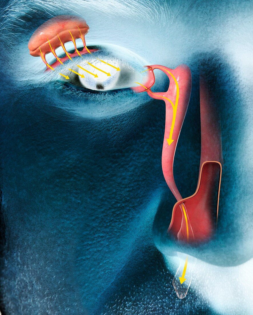 Lacrimal apparatus of the eye, illustration