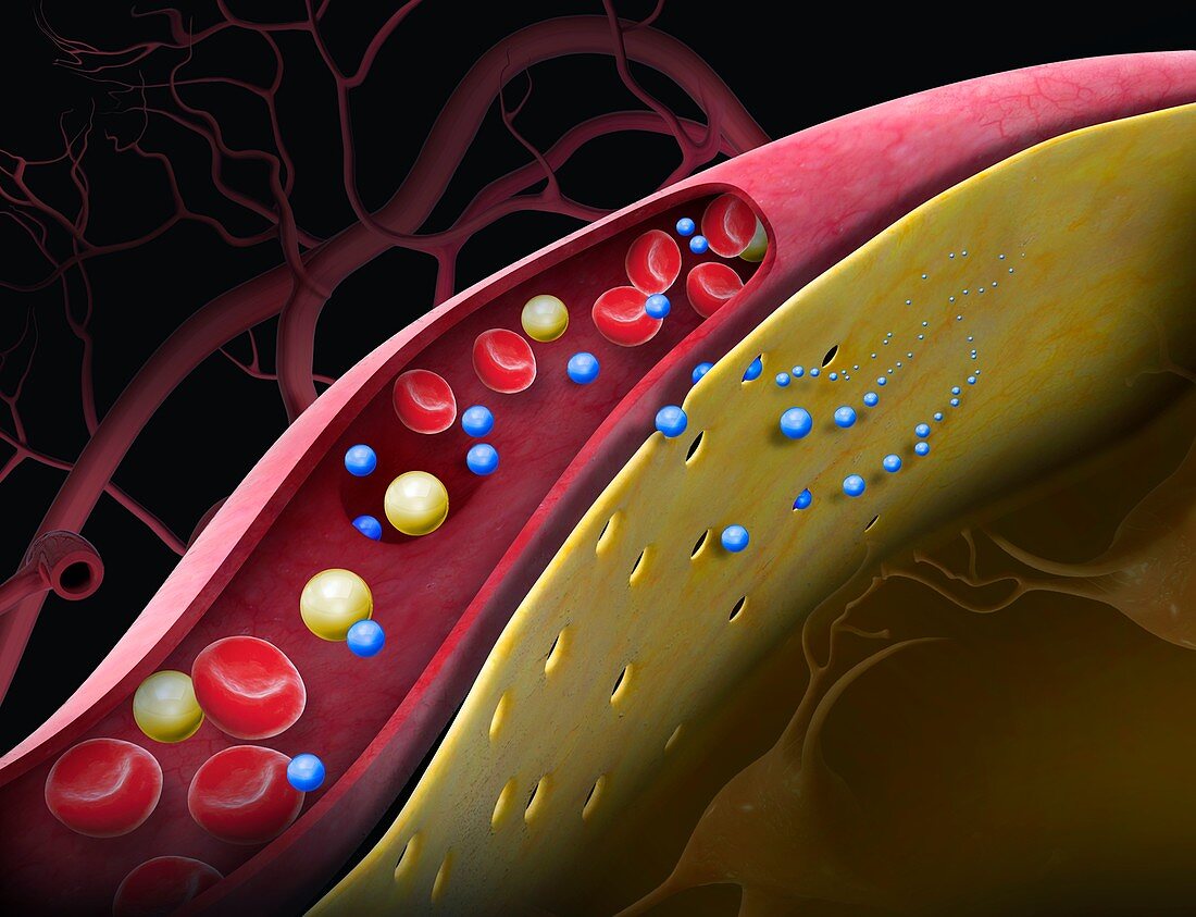 Drug crossing the blood-brain barrier, illustration
