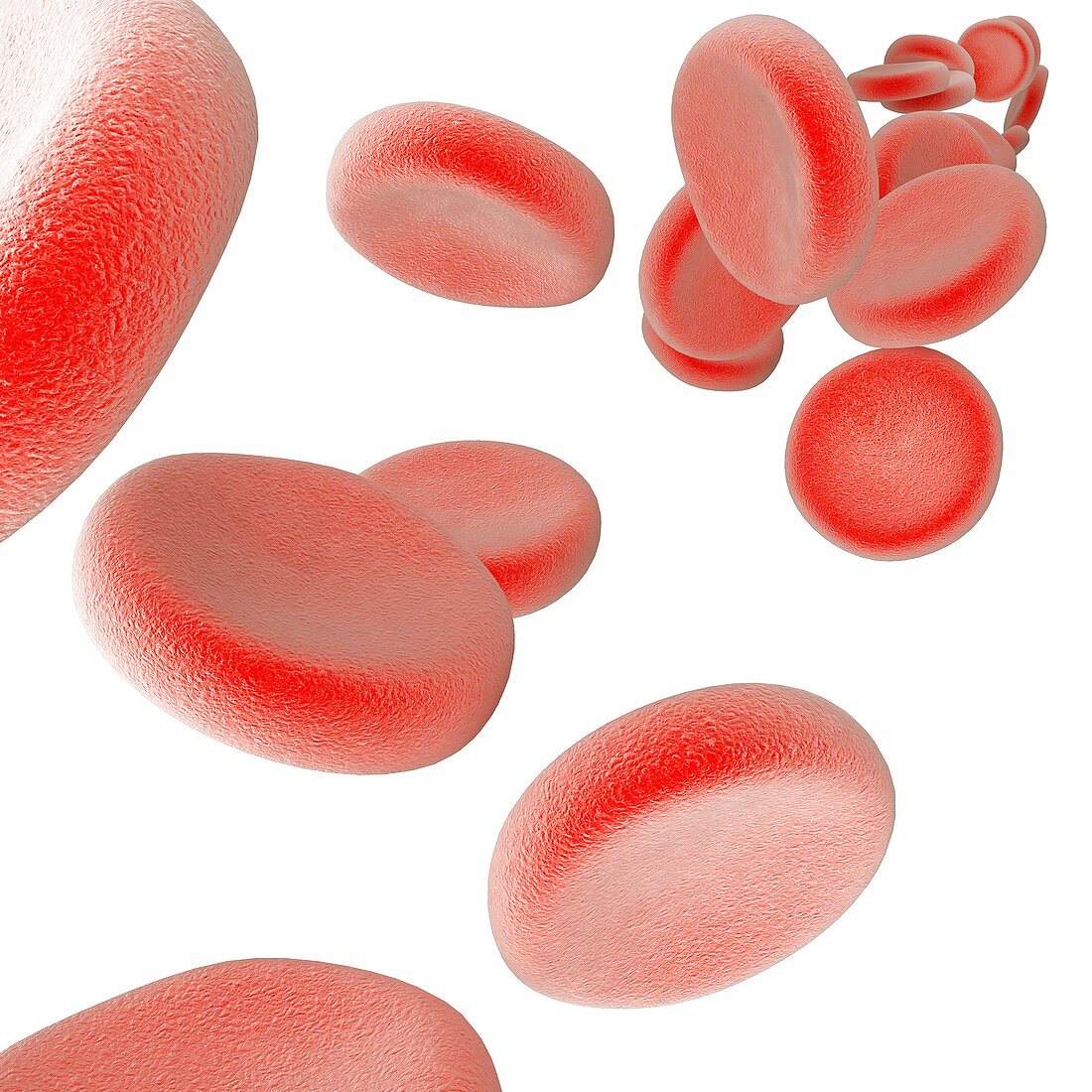 Red blood cells, illustration