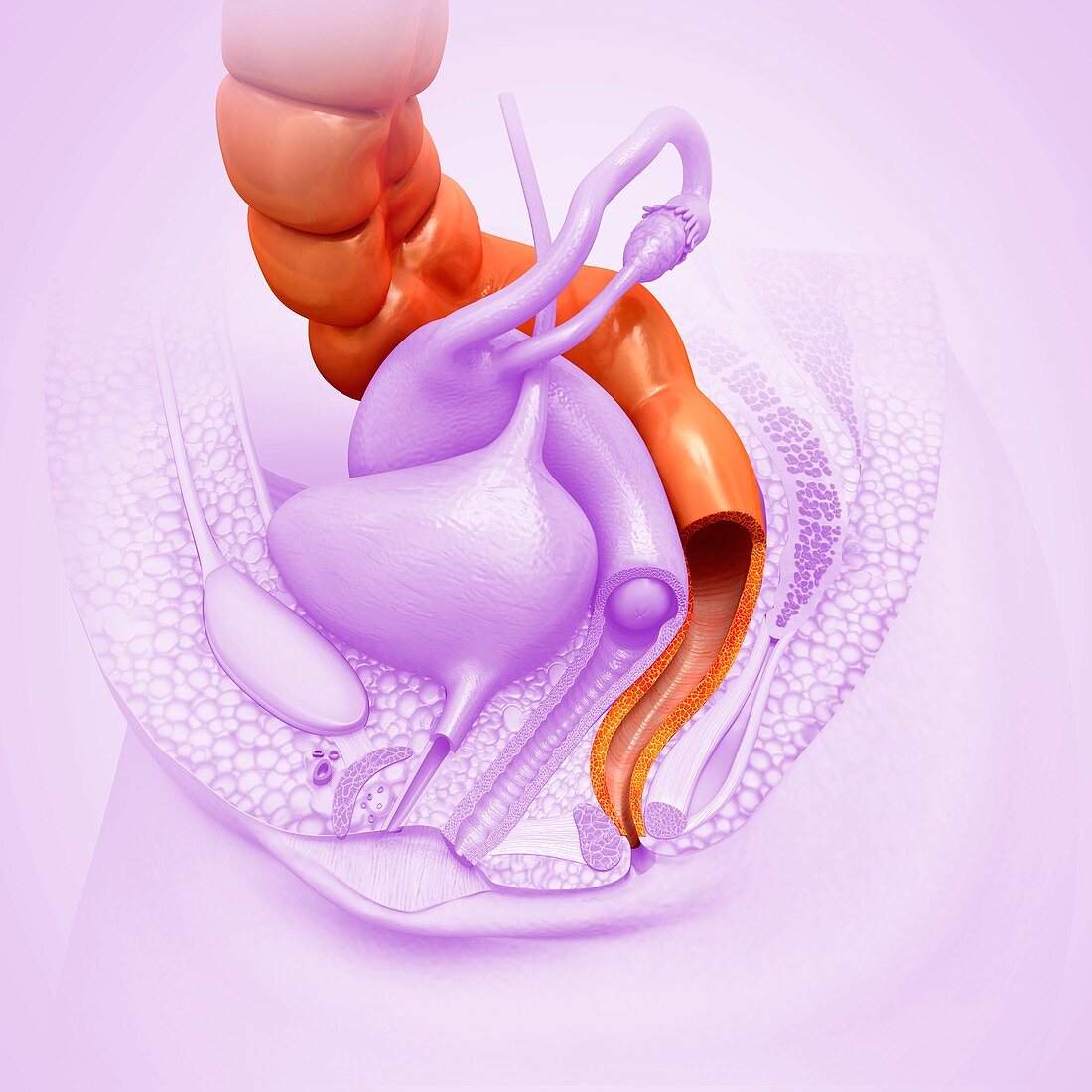 Female rectum, illustration