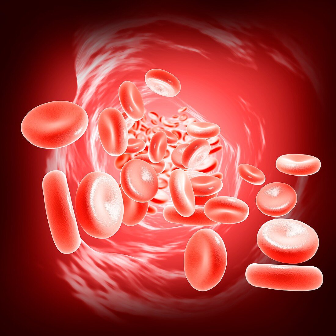 Red blood cells, illustration