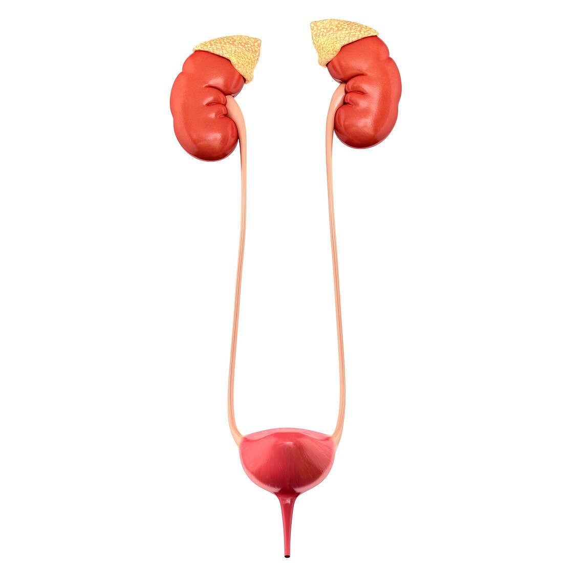 Urinary system organs, illustration