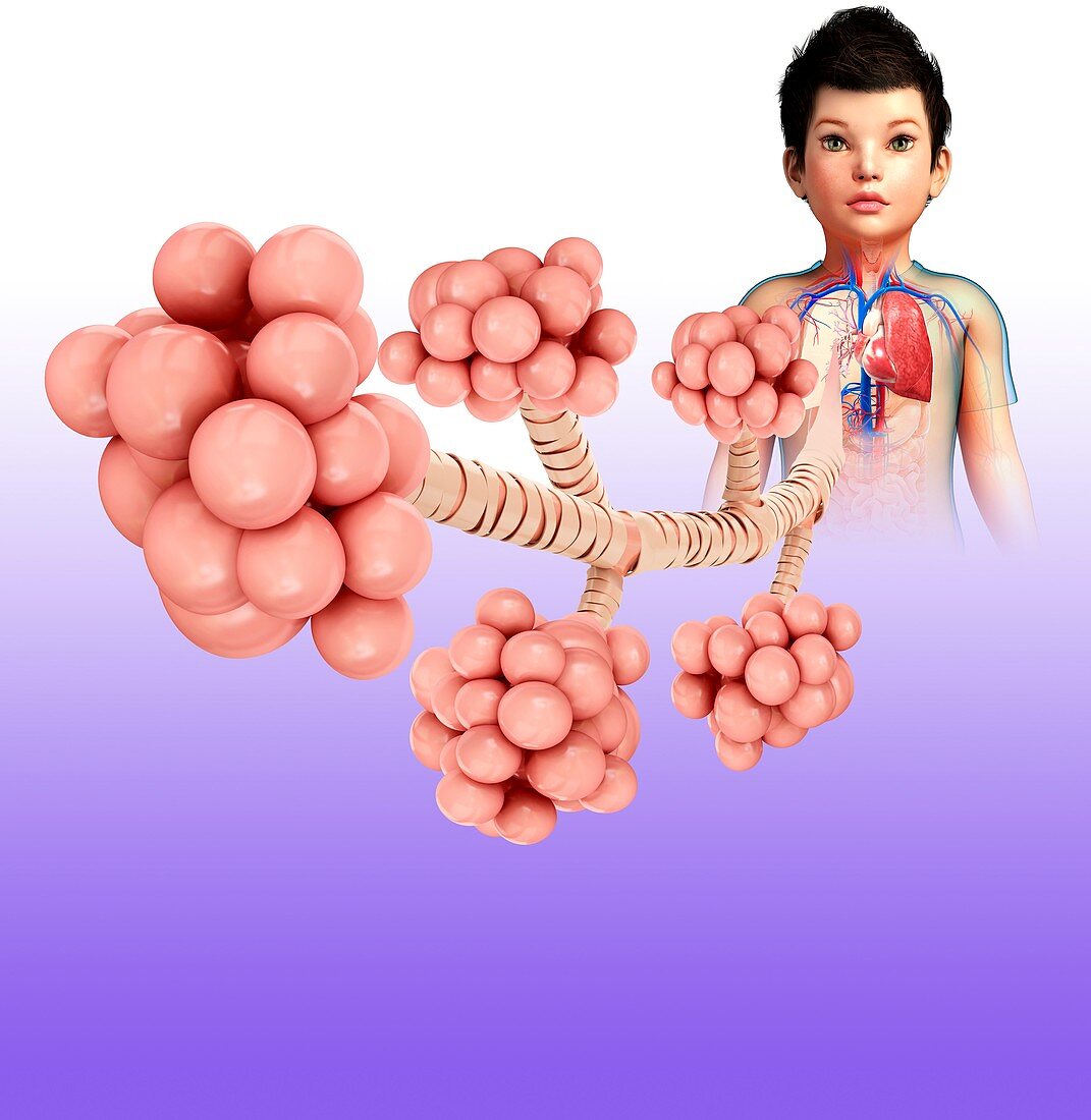 Child's lung alveoli, illustration