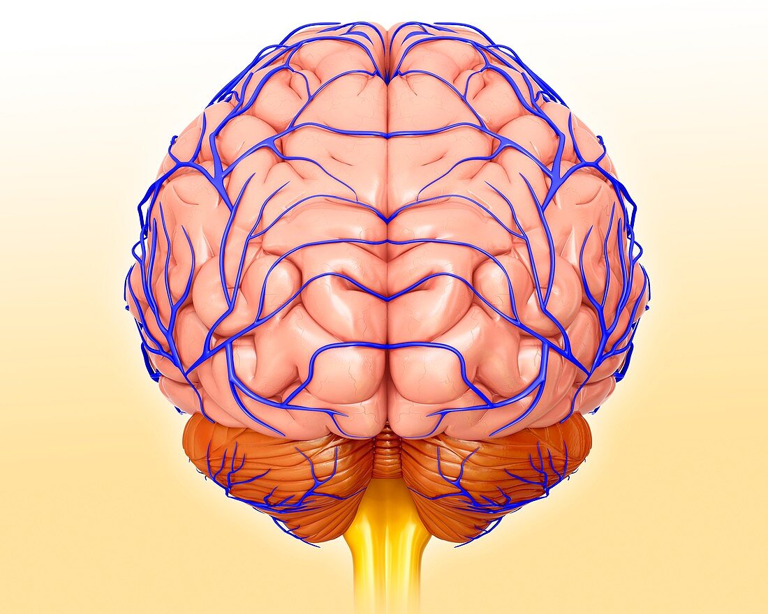 Brain veins, illustration