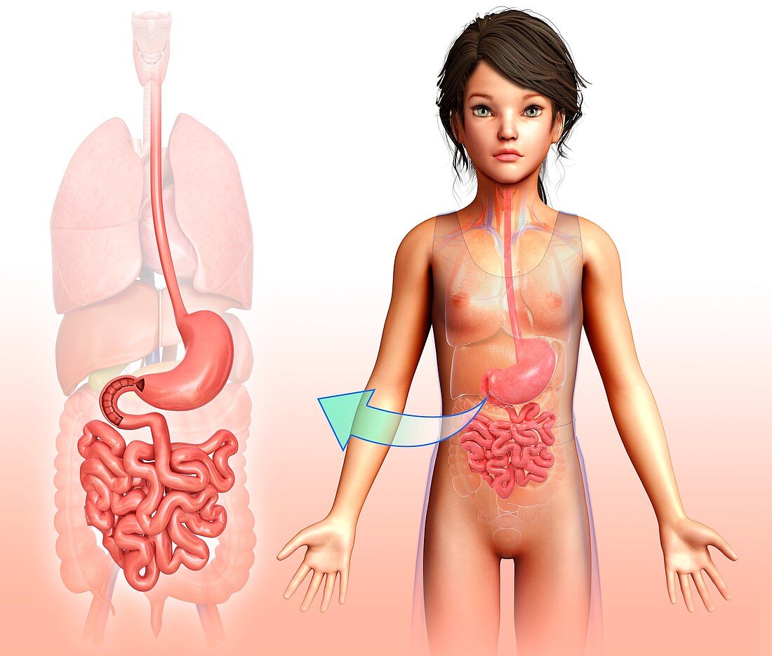 Child's stomach and small intestines, illustration