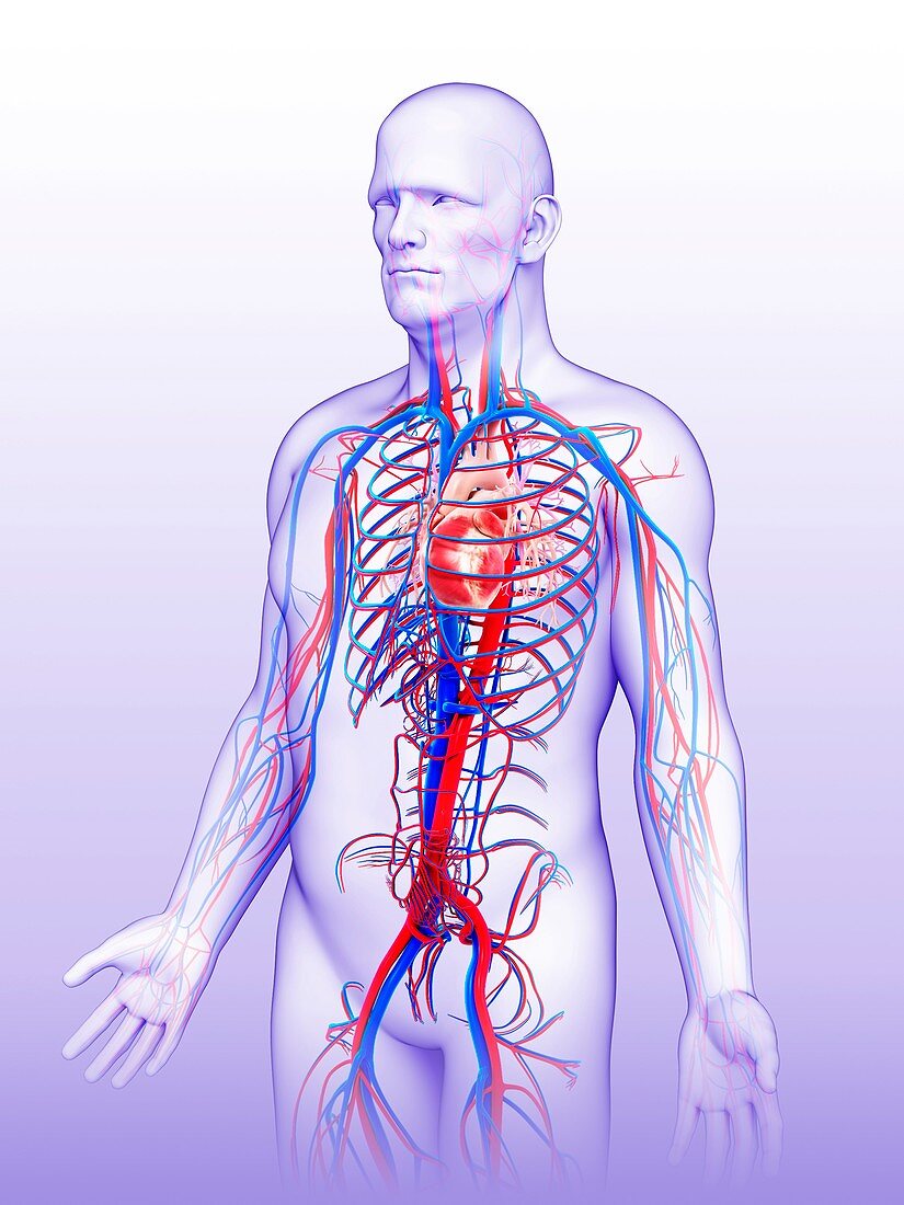 Male cardiovascular system, illustration