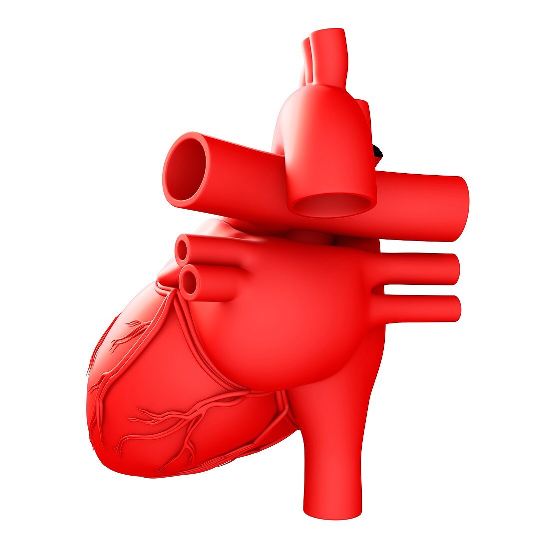 Heart anatomy and blood vessels, illustration