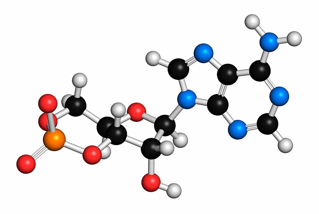 Cyclic adenosine monophosphate molecule