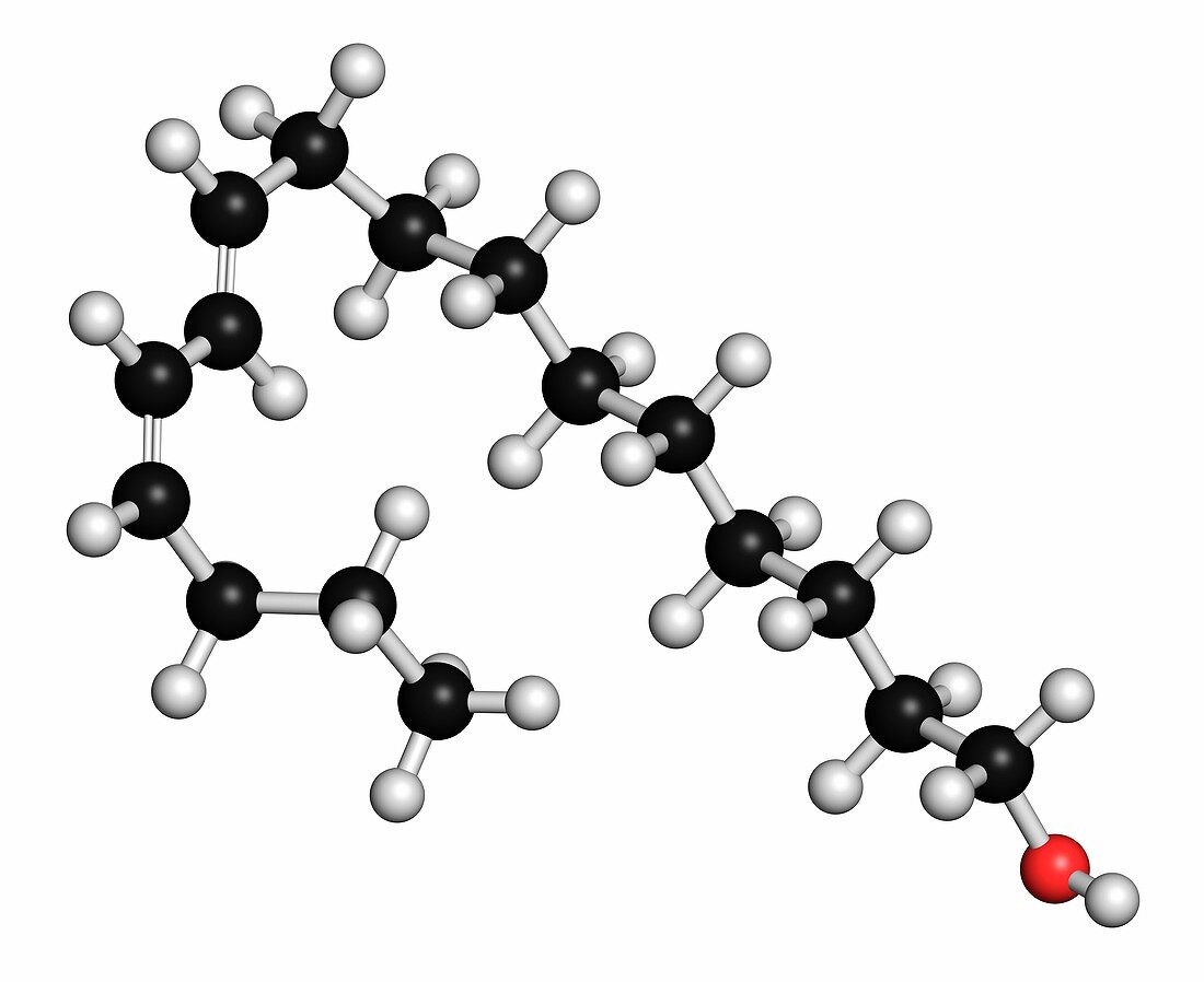 Bombykol insect pheromone molecule