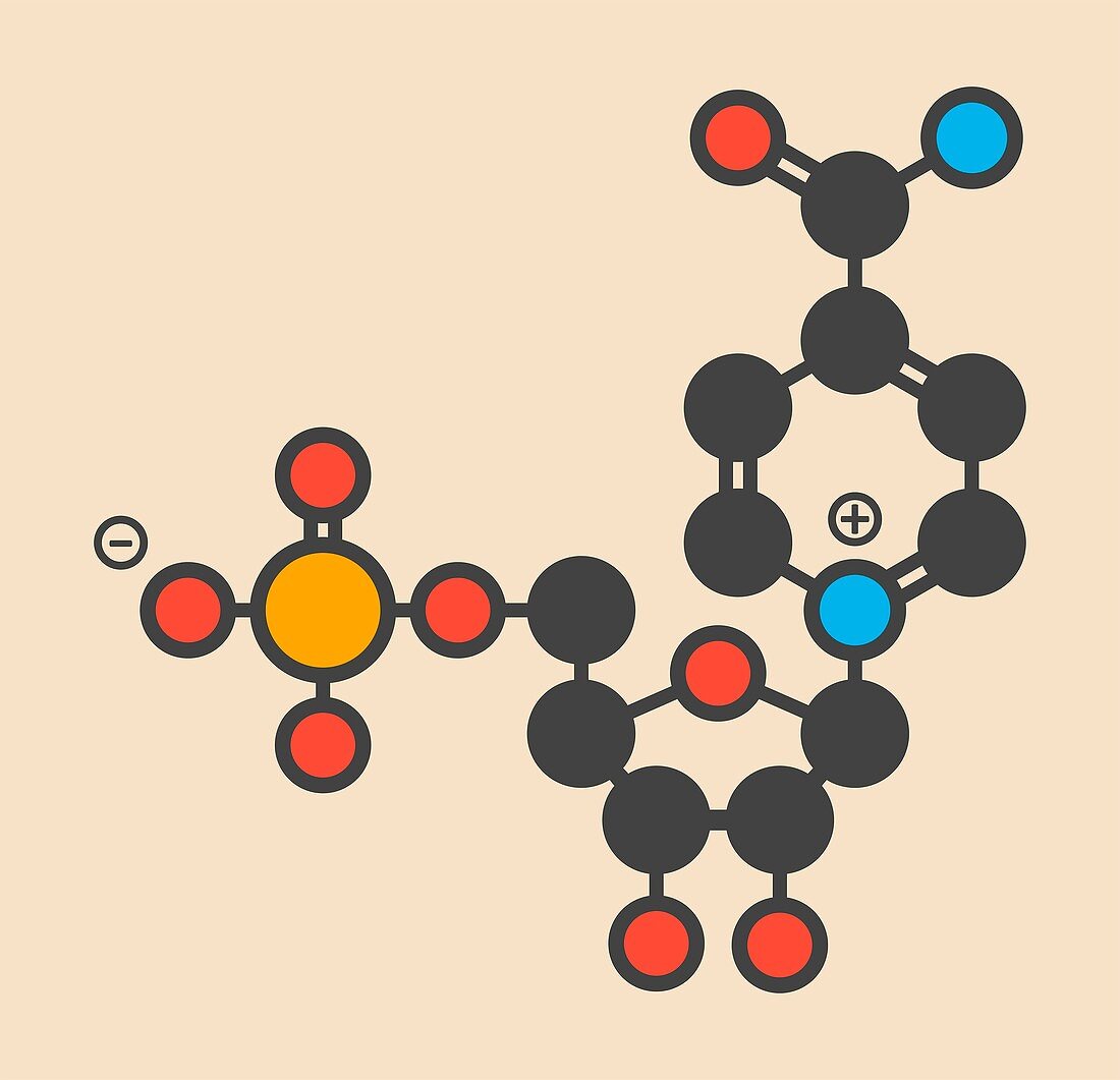 Nicotinamide mononucleotide molecule