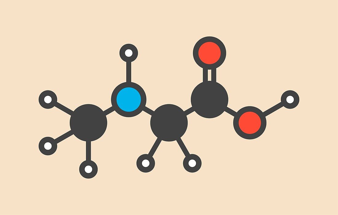 Sarcosine molecule