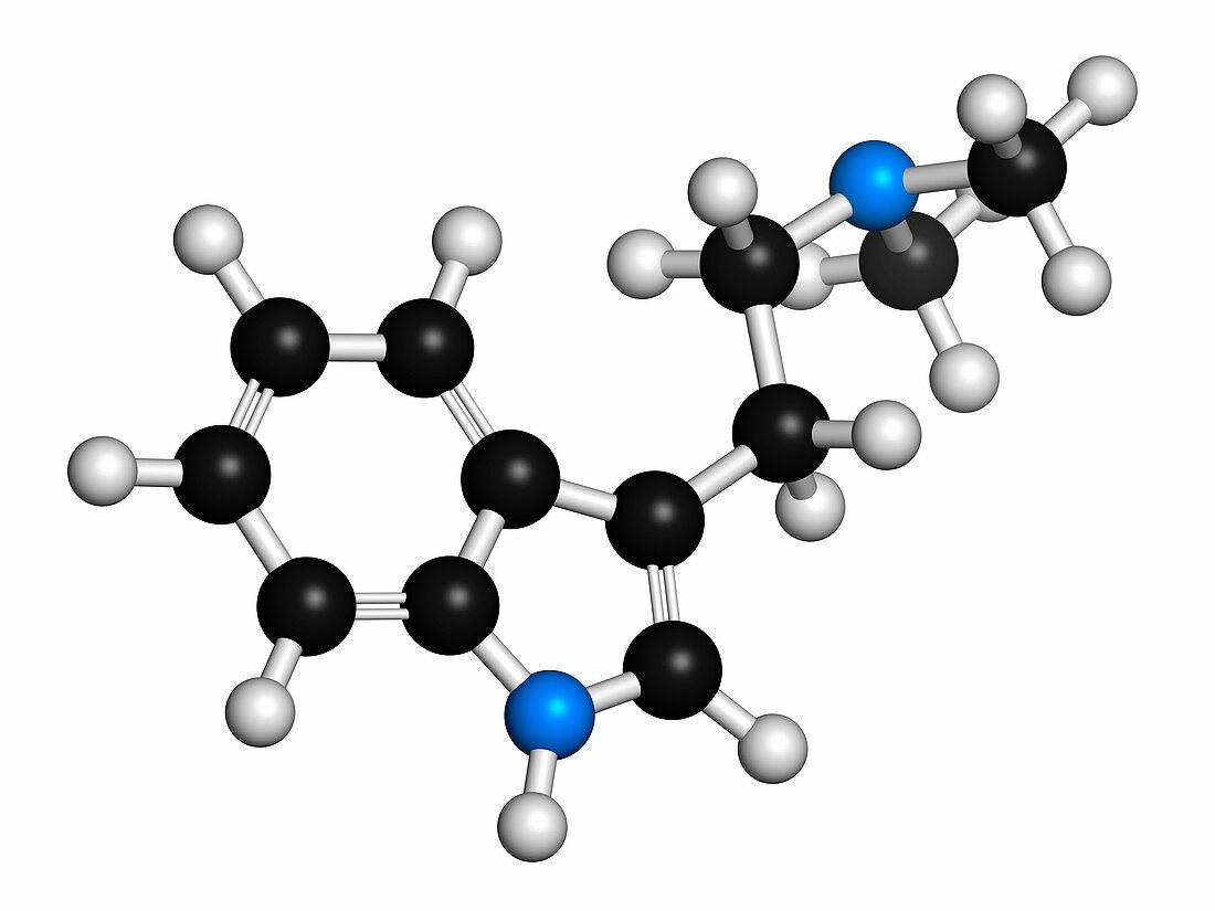 Dimethyltryptamine psychedelic drug molecule