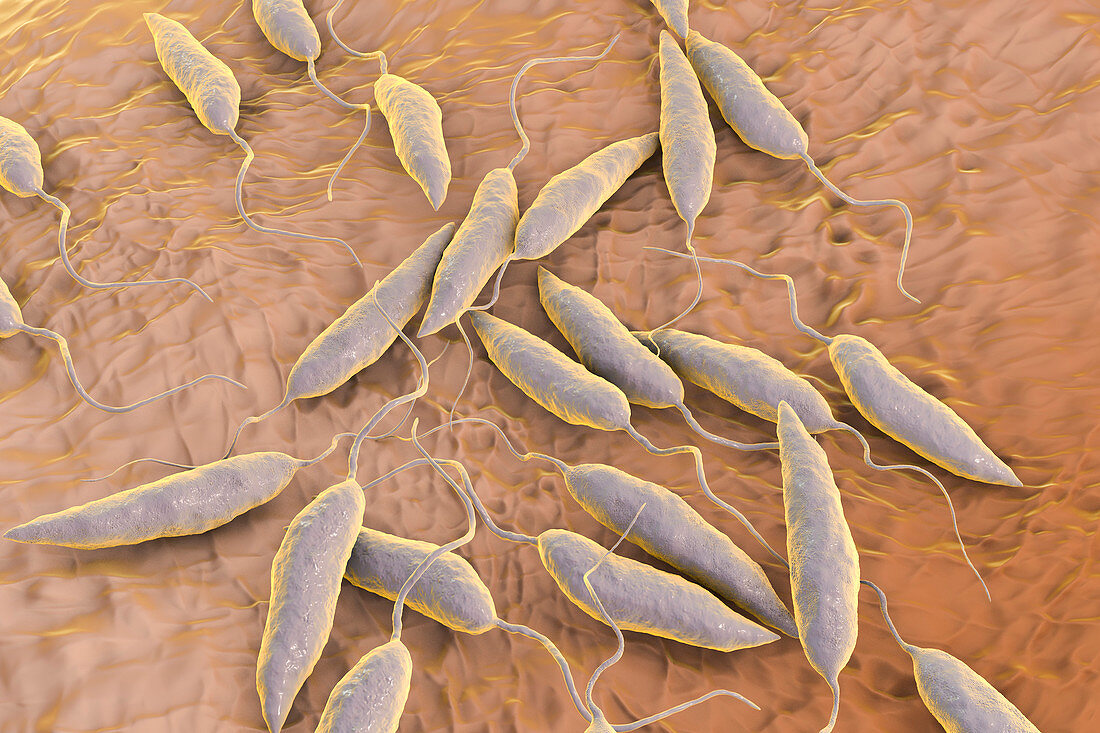 Leishmania parasitic protozoa, illustration