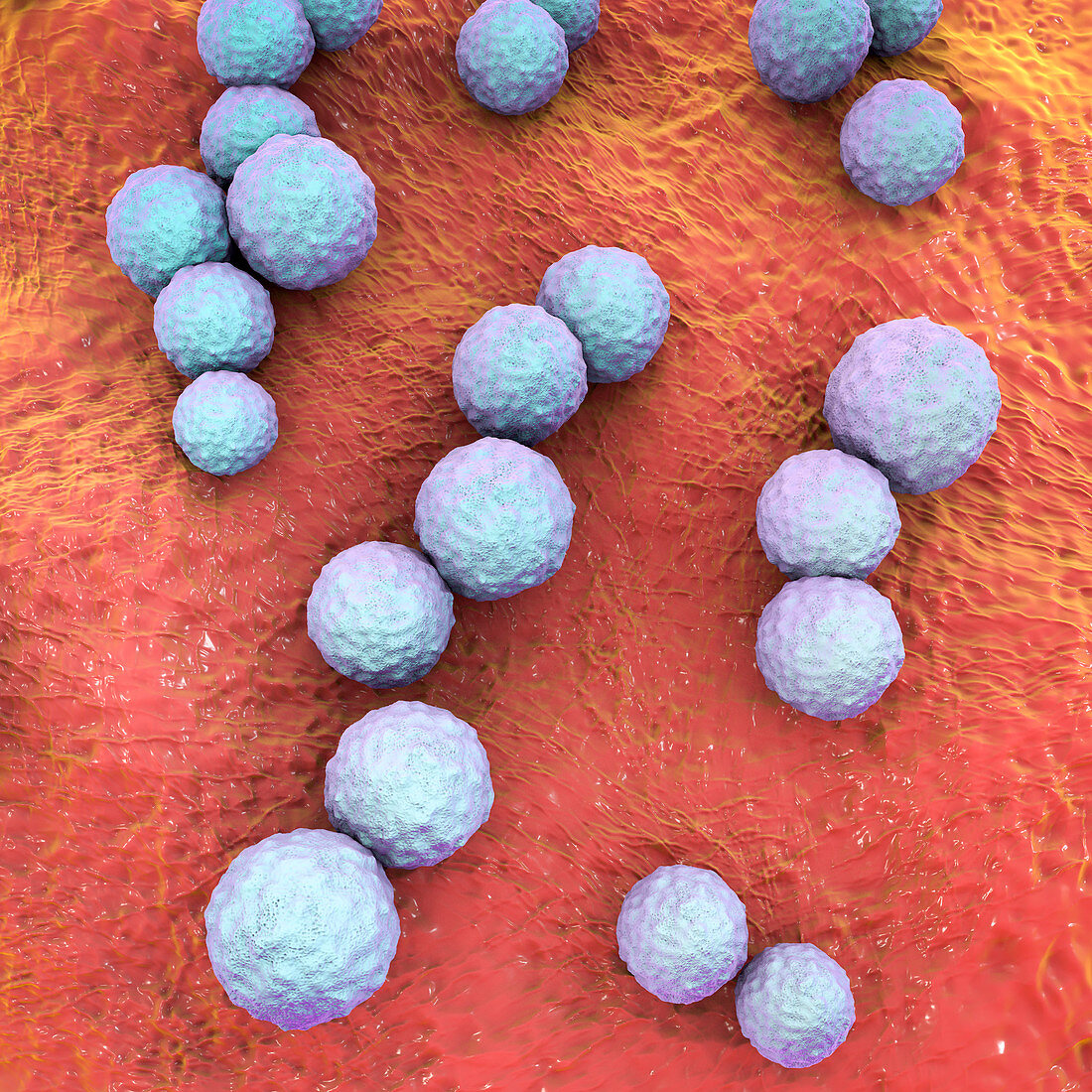 Streptococcus mutans bacteria, illustration