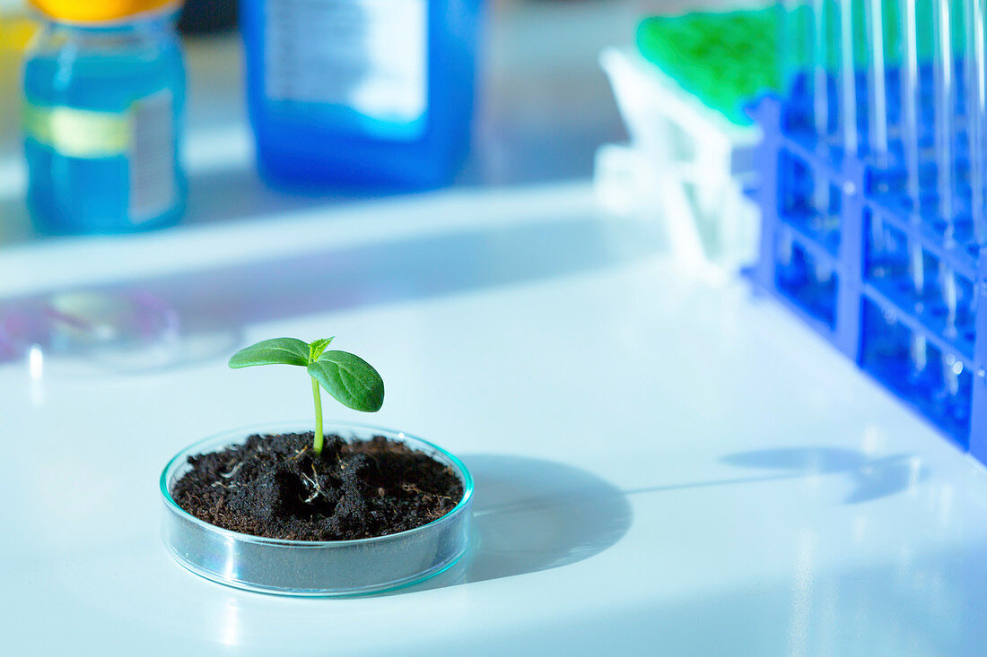 Seedling growing in petri dish