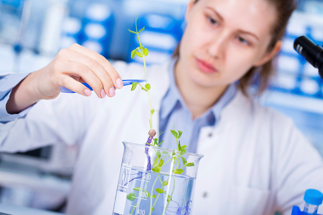Scientist examining plant