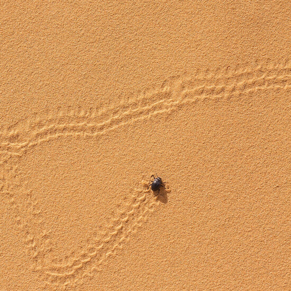 Beetle on a sand dune