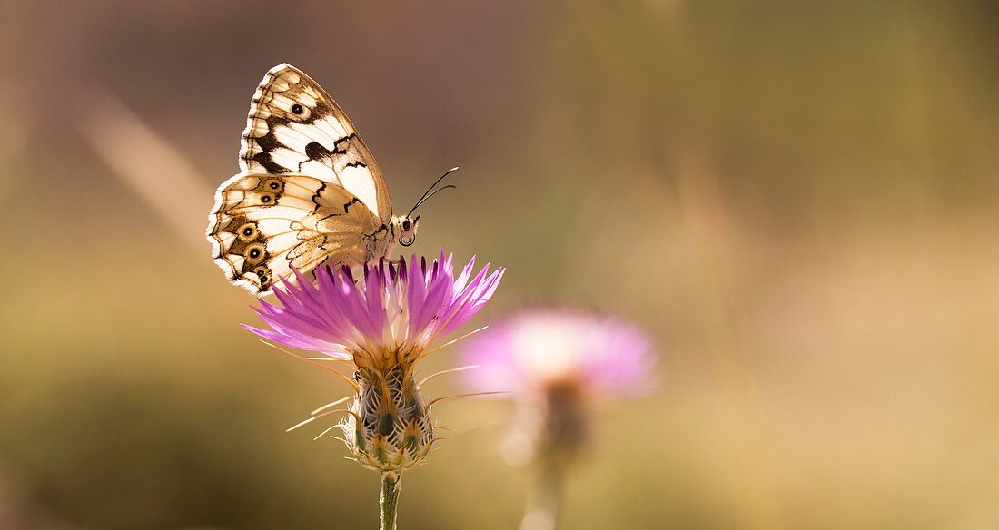 Marble White butterfly