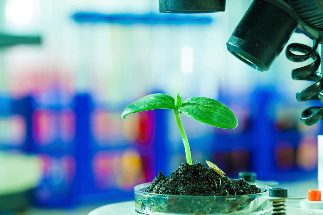 Seedling growing in petri dish