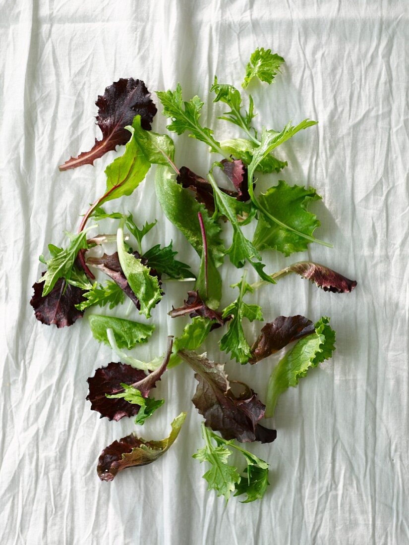 Various mixed young lettuce leaves (seen from above)