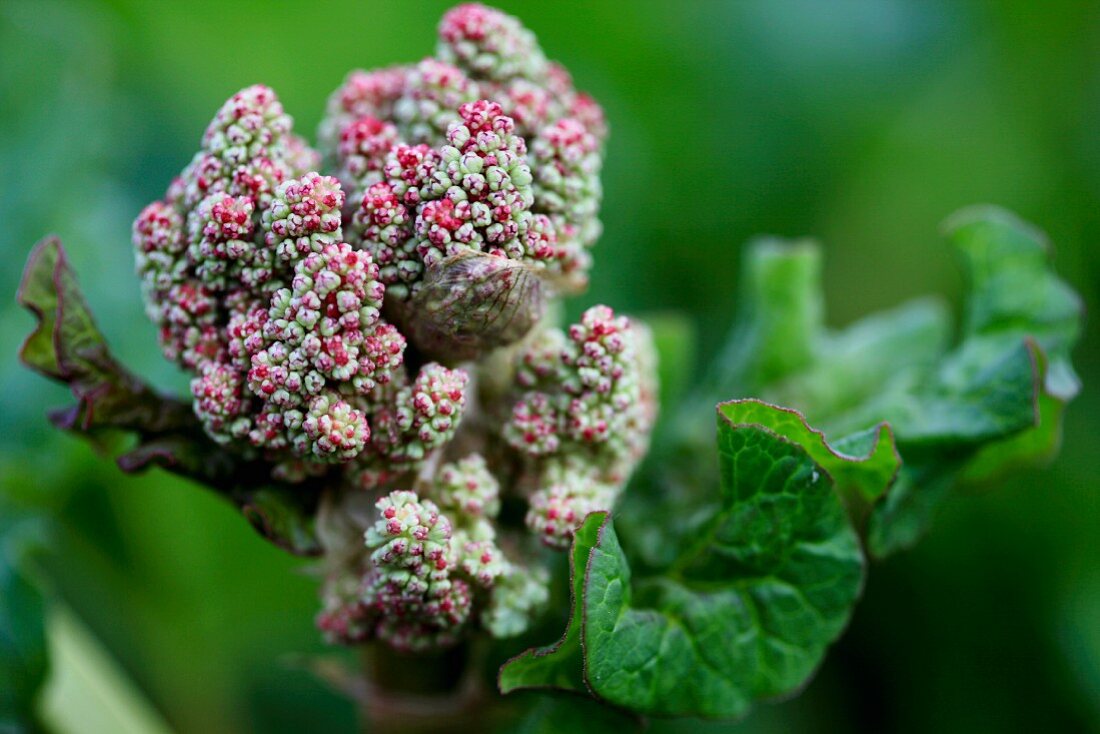 Rhubarb blossom