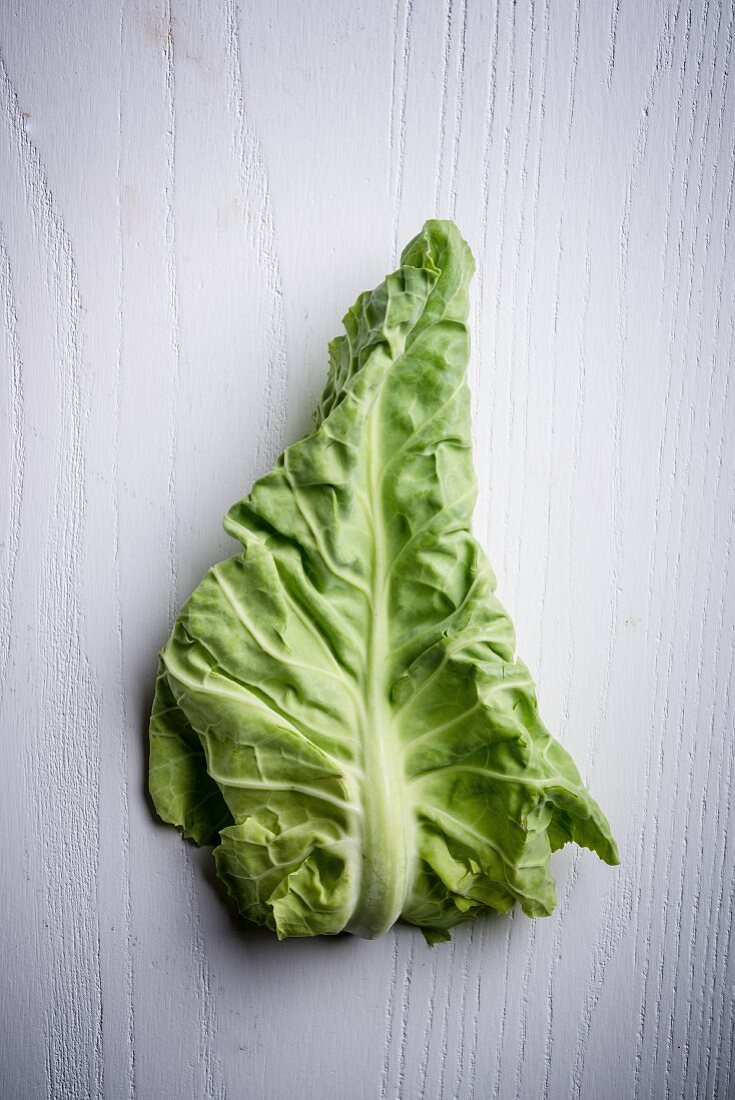 Cabbage Leaf