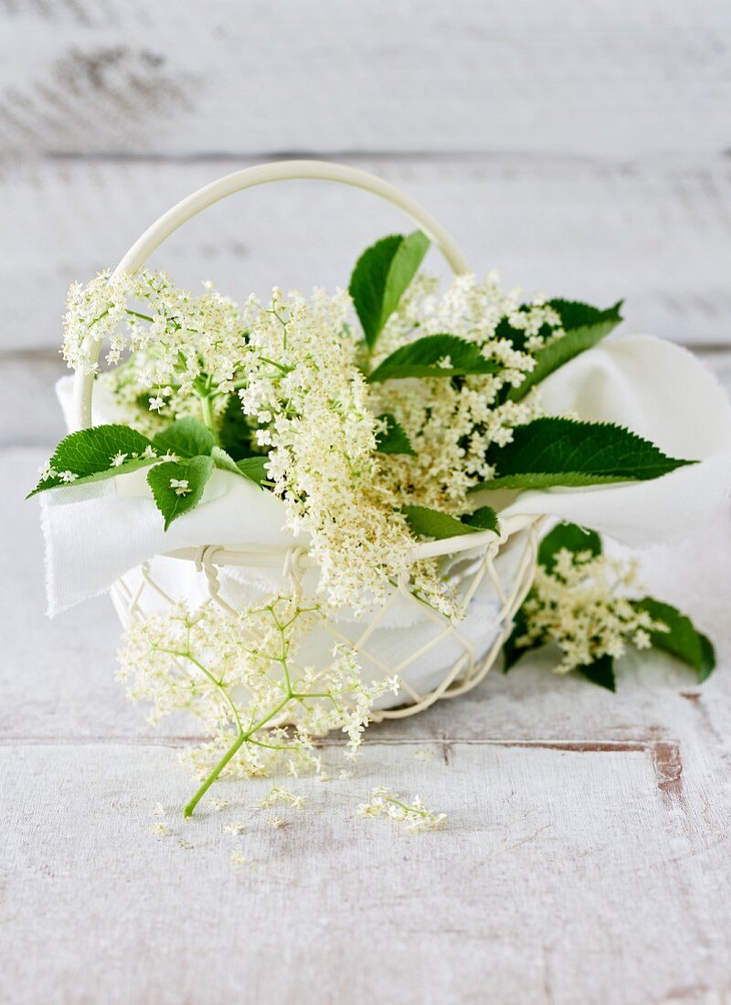 Elderflower blossoms in a white basket