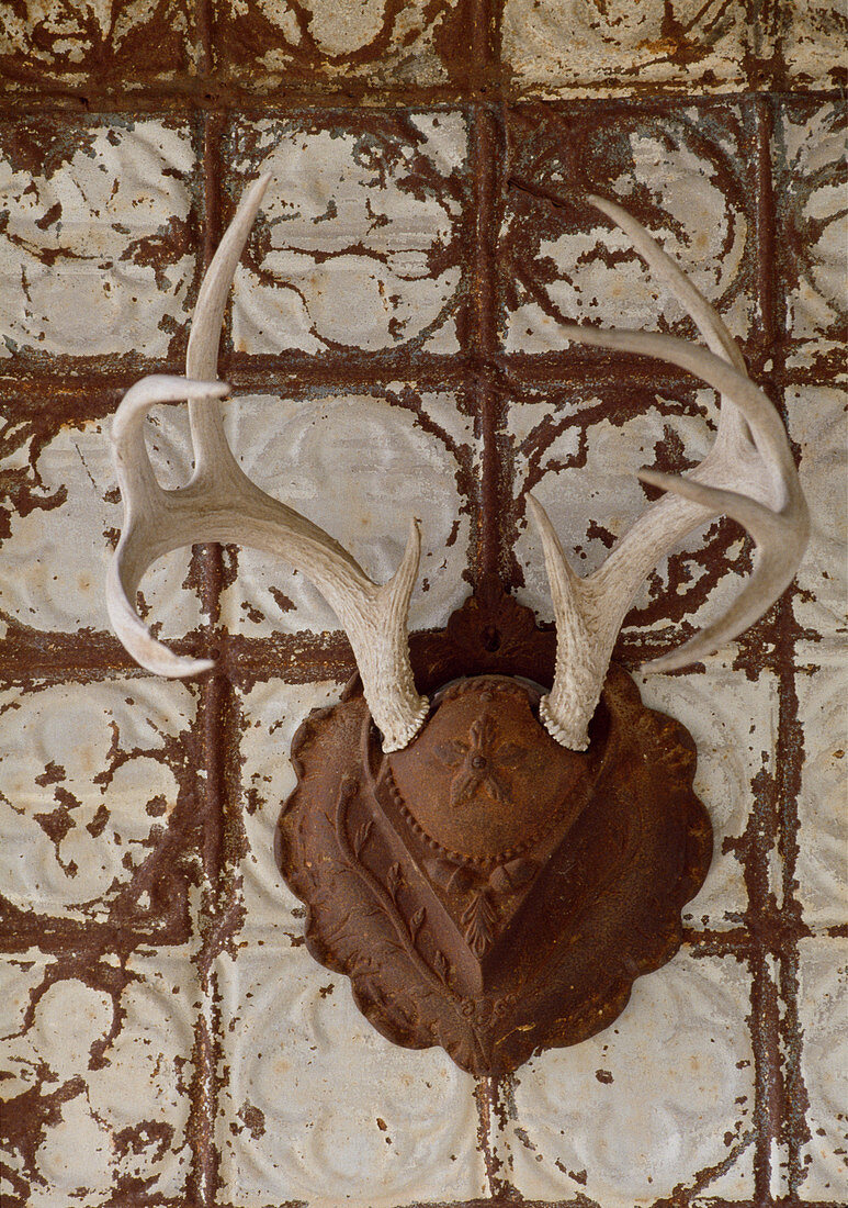 Hunting trophy with antlers on rusty metal shield on battered wall
