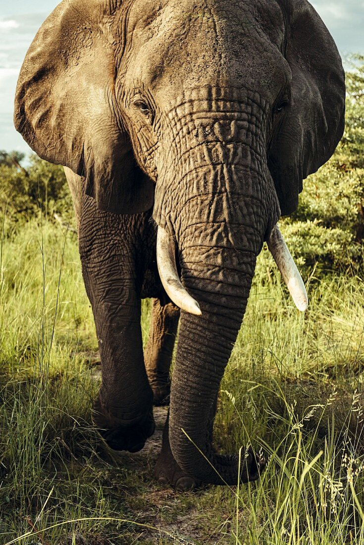Elefant im Okavango-Delta, Botswana, Afrika