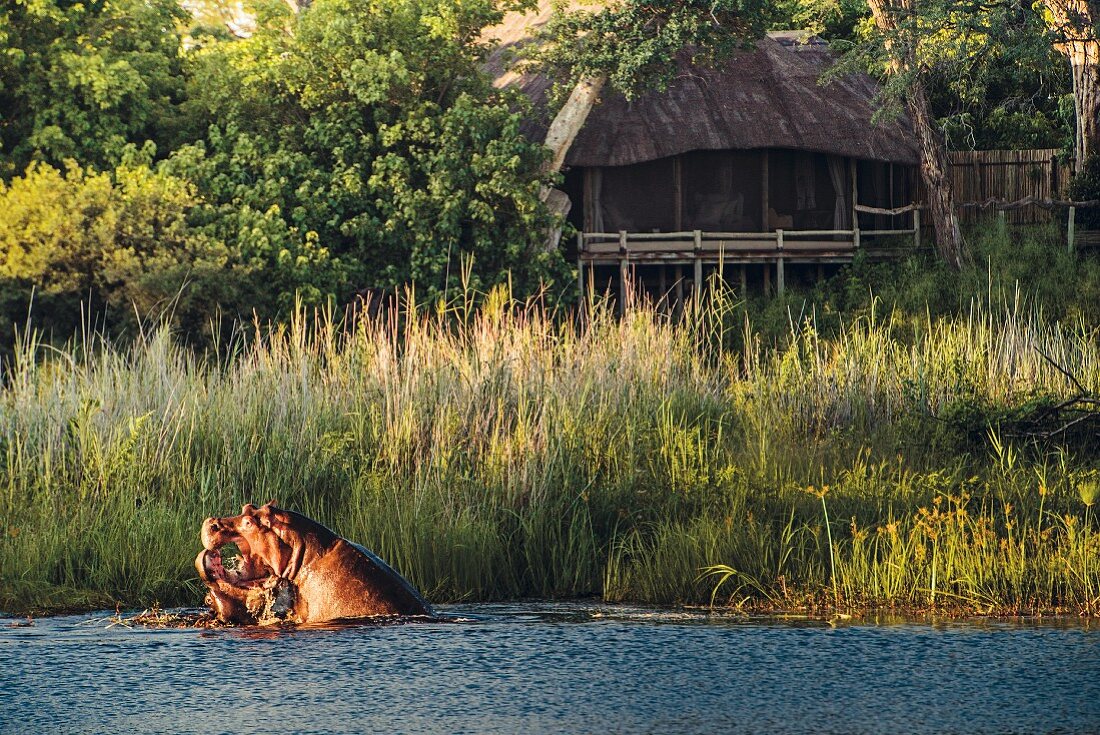 Hippos in front of the Kings Pool Camp in the Okavango Delta, Botswana, Africa