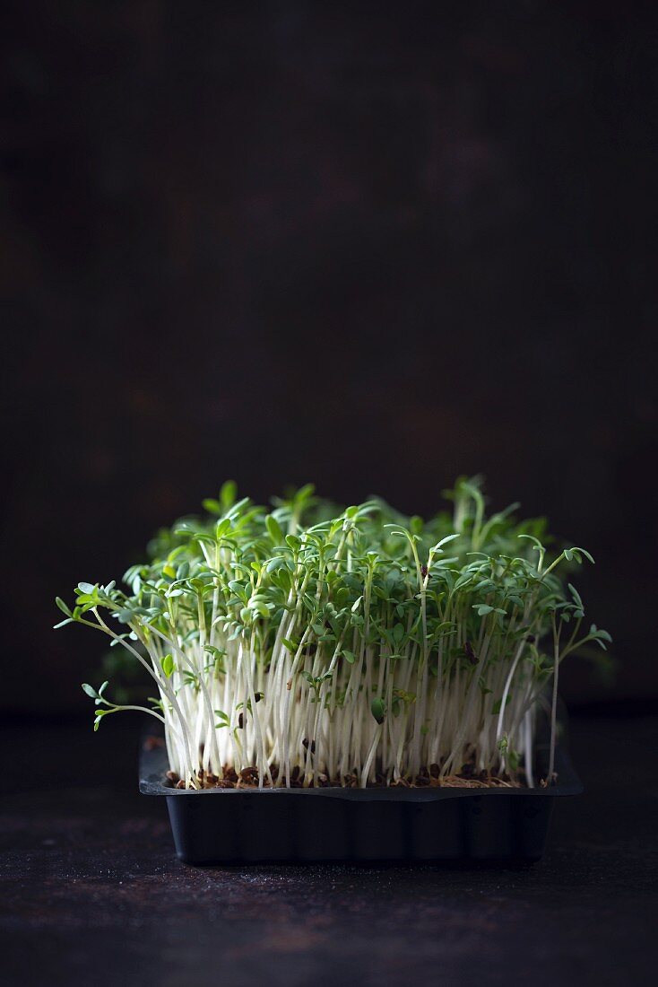 Fresh garden cress (Lepidium sativum)