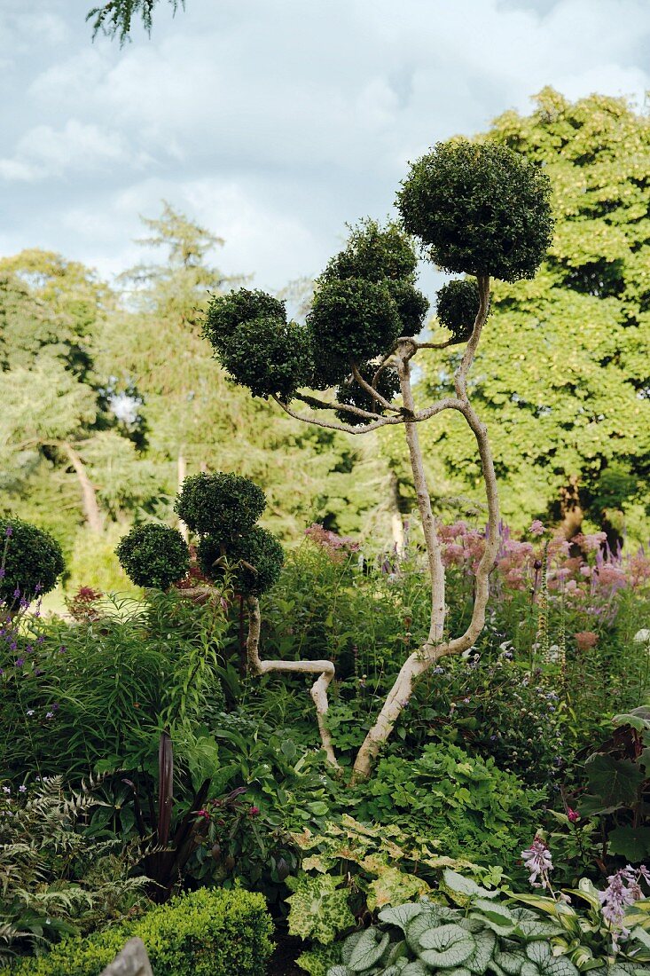 A bonsai-shaped boxwood tree in Blessington, Ireland