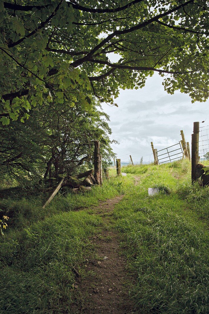 Bewaldeter Hügel, im Hintergrund Gartenzaun, Blessington, Irland