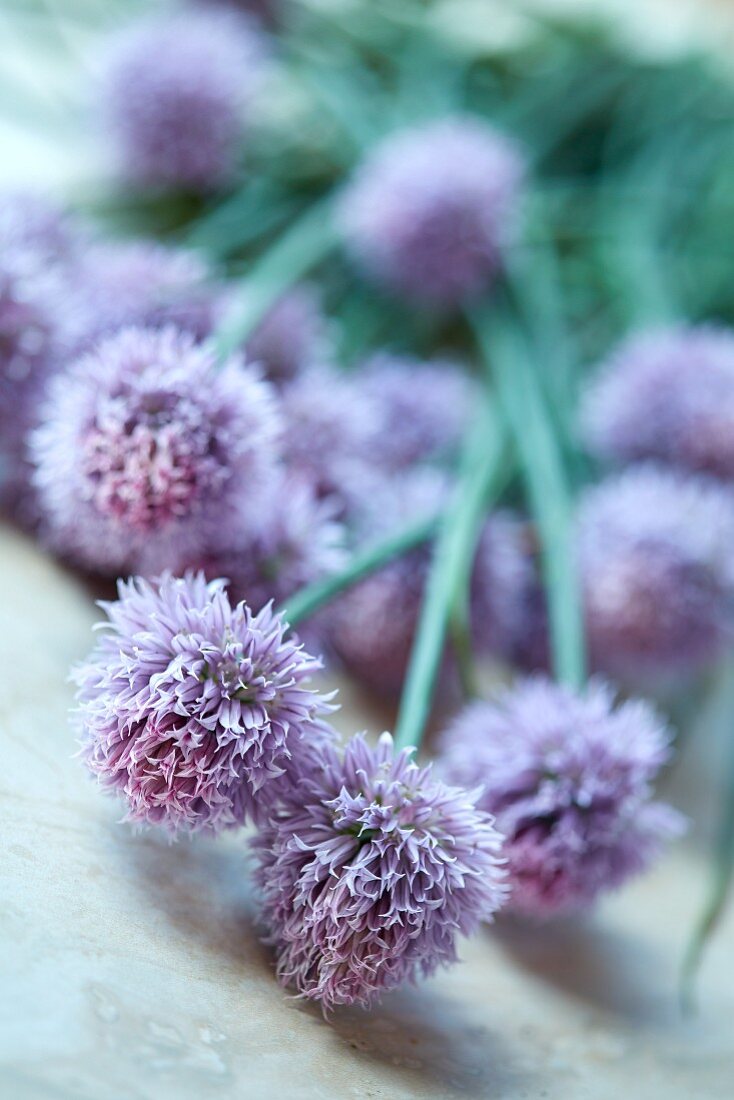 Schnittlauchblüten (Close Up)