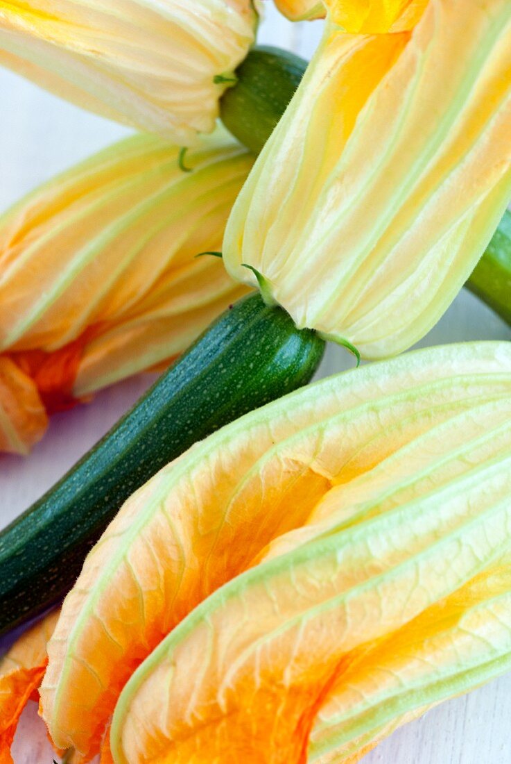 Junge Zucchiniblüten