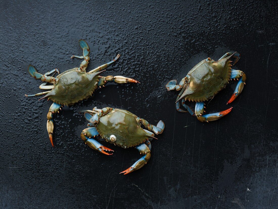 Maryland blue crabs