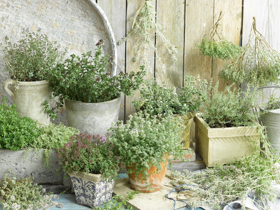 Different varieties of thyme in flower pots